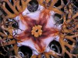 basket star detail