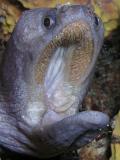 broadbanded moray