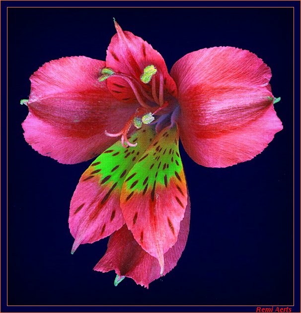 bloem