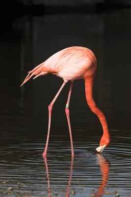 Caribbean Flamingo (c), Slimbridge, UK