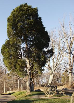 Tree and Cannon