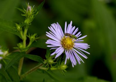 CRW_8846Aster.jpg