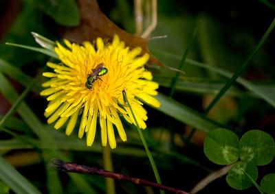 CRW_8851Dandelion.jpg