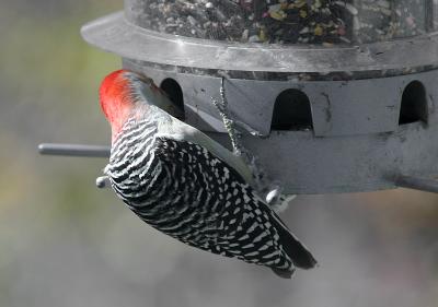 Determined Woodpecker
