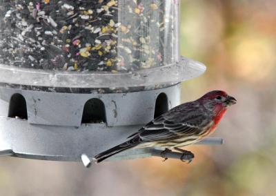 HouseFinch.jpg