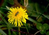 CRW_8851Dandelion.jpg