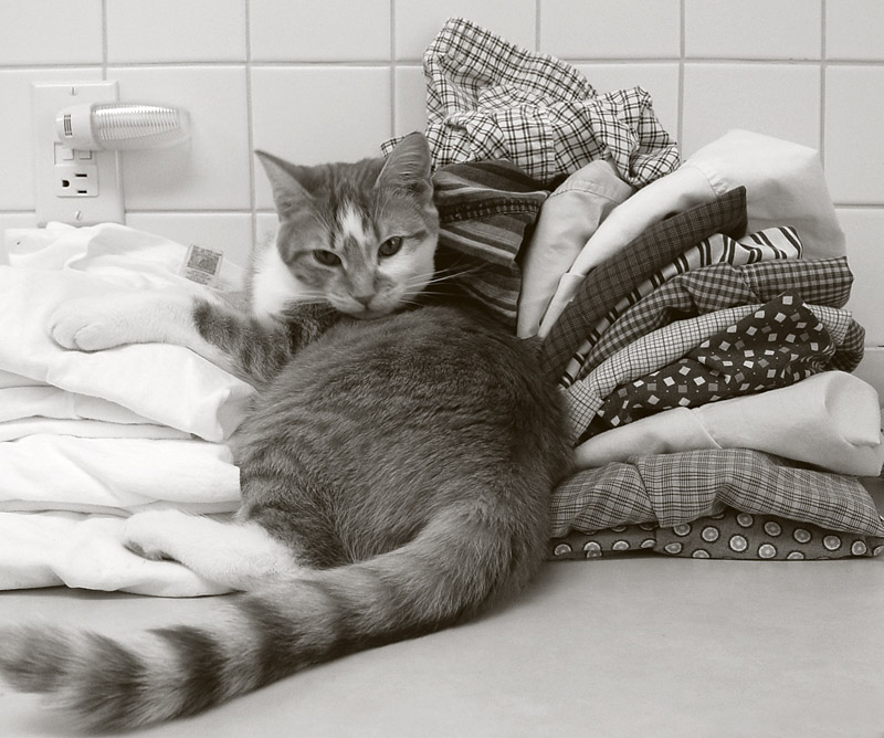 Laundry Assistant