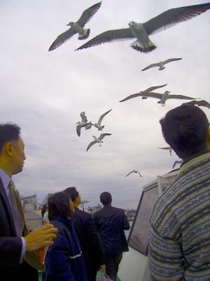 019 seagulls.jpg