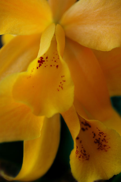 DSC_4482ps2low res P.jpg