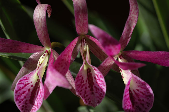 DSC_4387ps2web.jpg