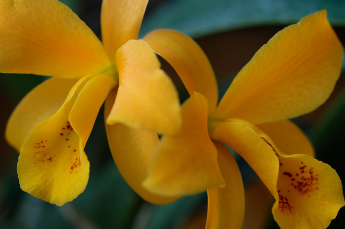 DSC_4491ps2web.jpg