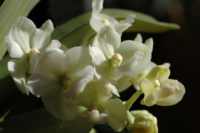DSC_4407psweb.jpg