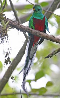 Quetzal