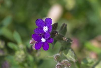 CRW_4171.jpg