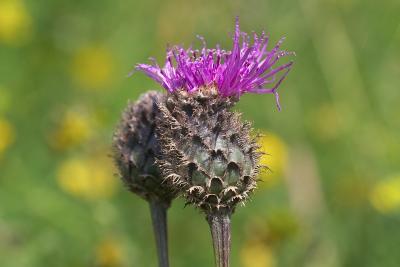 CRW_4172.jpg