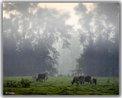 cows-in-fog.jpg