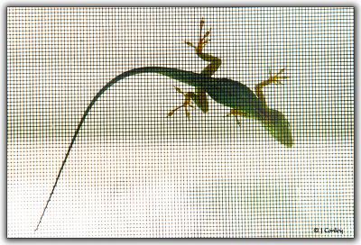 lizard-2.jpg