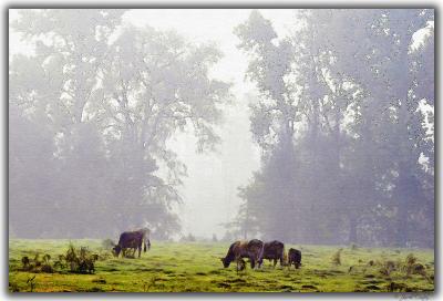 cow-painting-unframed.jpg