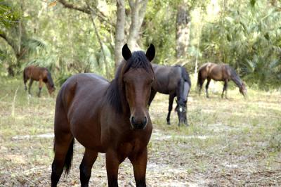 Wild Herd