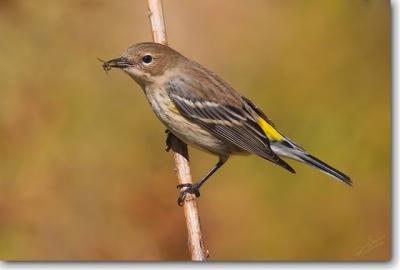 Yellow-rumped Warbler