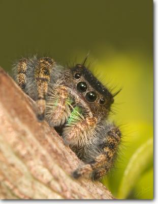 Daring Jumping Spider