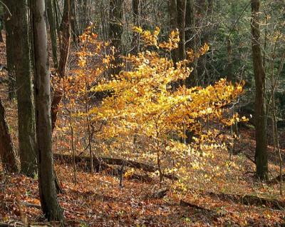 A Splash of Yellow