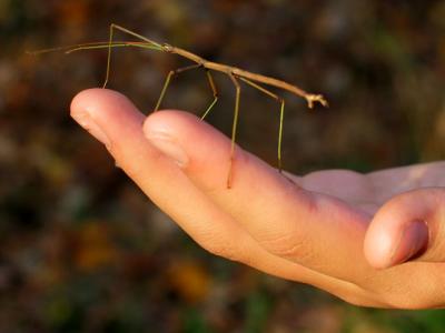 Walking Stick