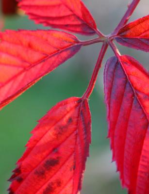 Five Red Leaves