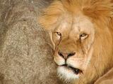 Lion closeup