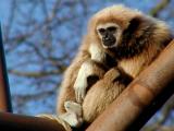 gibbon