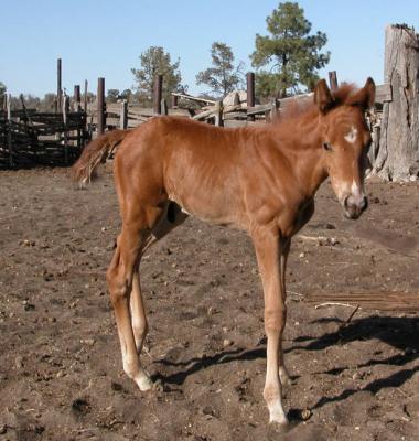 Tajo  May 31 2004