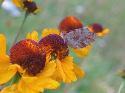 Butterfly on sneezeweed