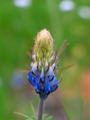 Single lupine bloom