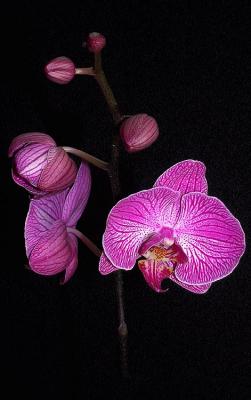 purple orchid 3.jpg