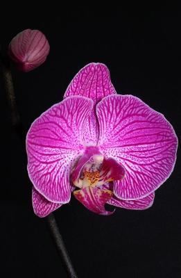 purple orchid 2.jpg
