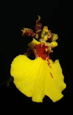yellow Dendrobium 5.jpg