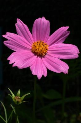cosmo 2.jpg