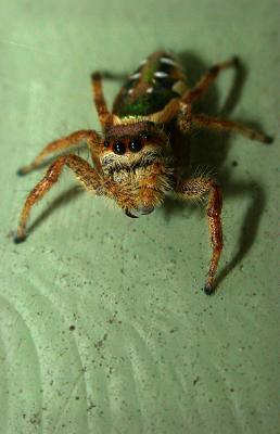 green spider 1.jpg