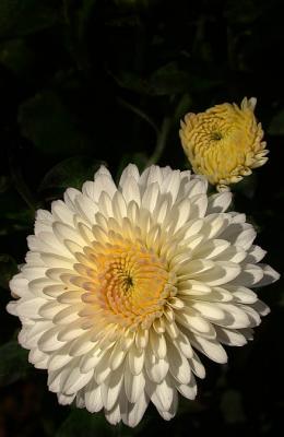 white mum 2.jpg