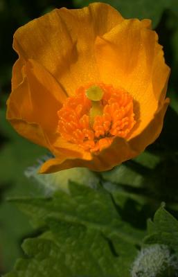 wild poppy 3.jpg