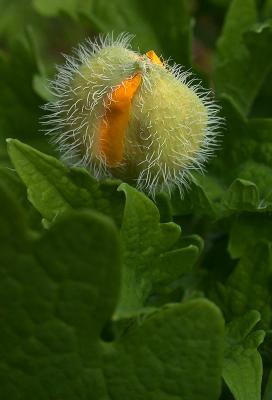 wild poppy 4.jpg