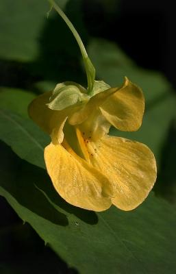 Yellow Jewel 2.jpg