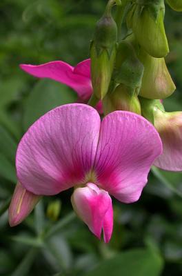 wild pea 3.jpg