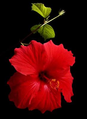 hibiscus 2.jpg