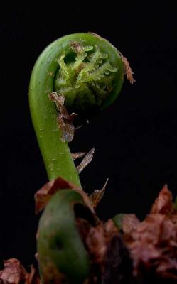 fern 4.jpg