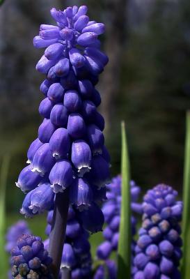grape hyisinth 3.jpg