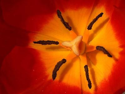 red and yellow tulip 3.jpg