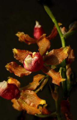 new orchid 1.jpg