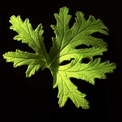 scented-geranium-leaf-3.jpg