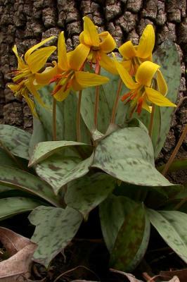 adders tongue 1.jpg